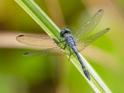 Micrathyria aequalis (Spot-tailed Dasher) male.jpg